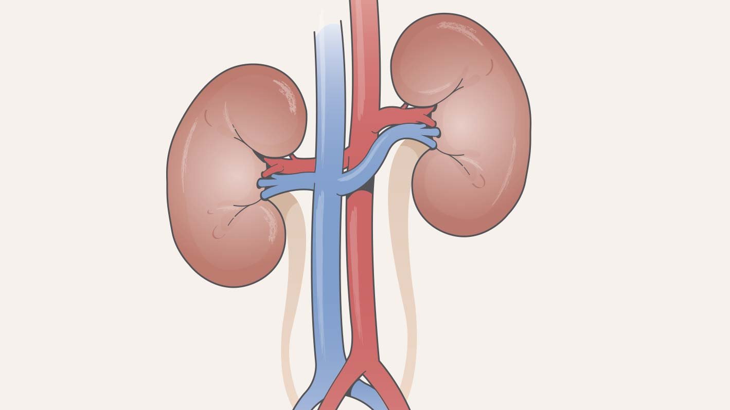 Schematische Darstellung einer Niere